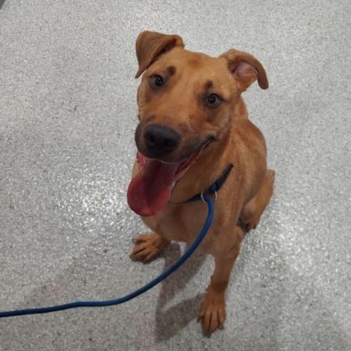 Zeus, Adoptable, Adult Male Labrador Retriever & Mixed Breed.
