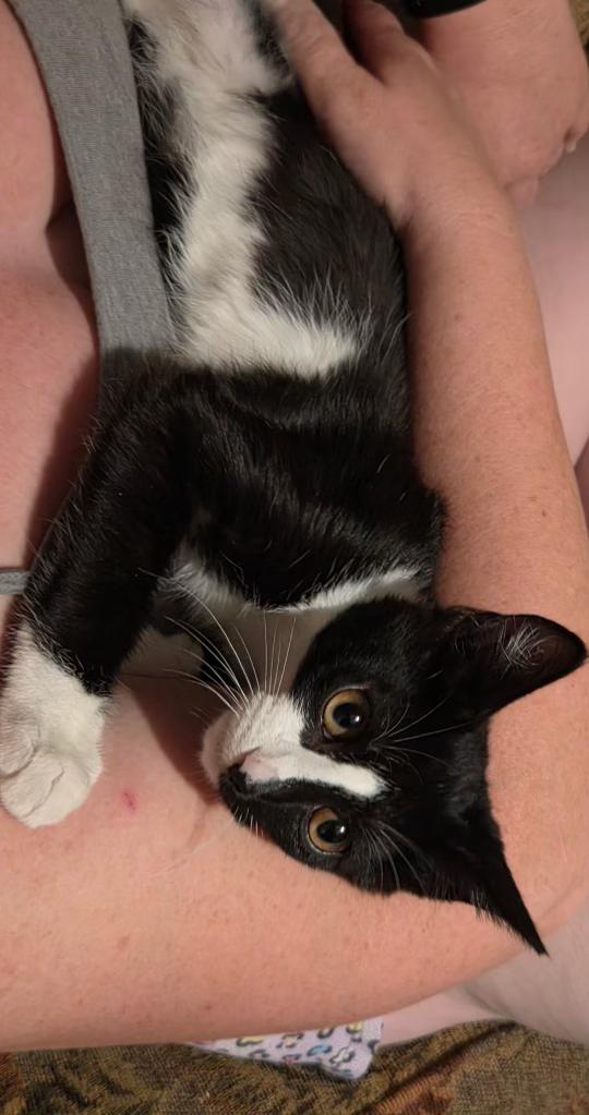Enlarge Split, a Adopted Domestic Short Hair in Pocatello, ID image 5/5