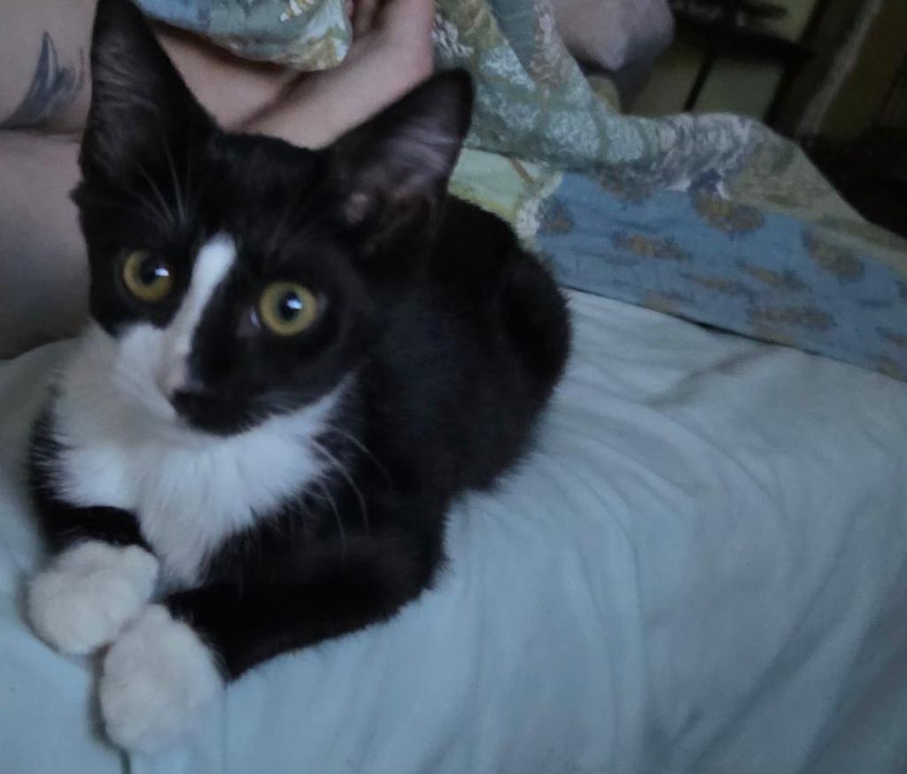 Split, Adopted, Kitten Male Domestic Short Hair.