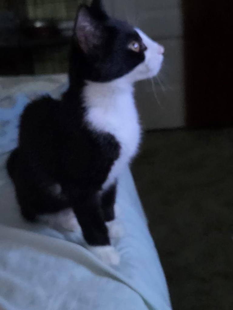 Enlarge Split, a Adopted Domestic Short Hair in Pocatello, ID image 2/5
