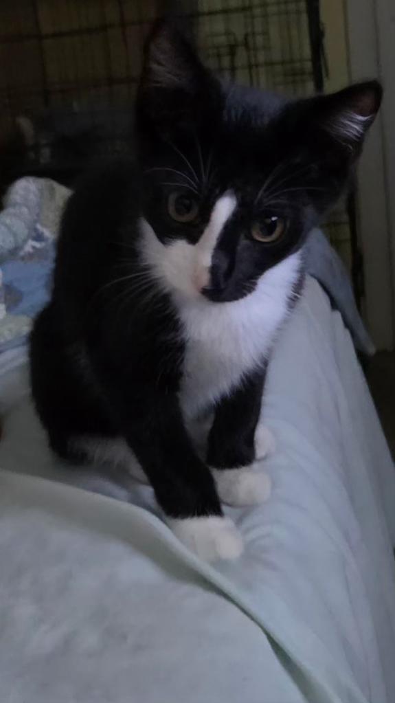 Enlarge Split, a Adopted Domestic Short Hair in Pocatello, ID image 4/5