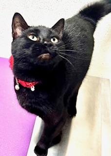 Garnet, a Adoptable Domestic Short Hair in Ladson, SC image 1/6