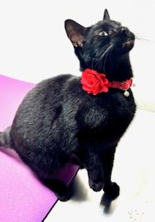 Garnet, a Adoptable Domestic Short Hair in Ladson, SC image 2/6
