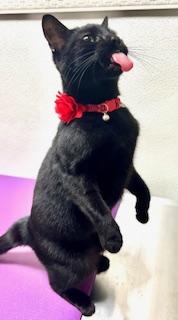Garnet, a Adoptable Domestic Short Hair in Ladson, SC image 3/6