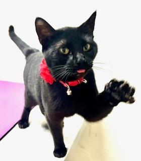 Garnet, a Adoptable Domestic Short Hair in Ladson, SC image 4/6