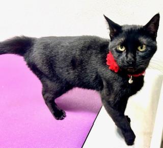 Garnet, a Adoptable Domestic Short Hair in Ladson, SC image 5/6