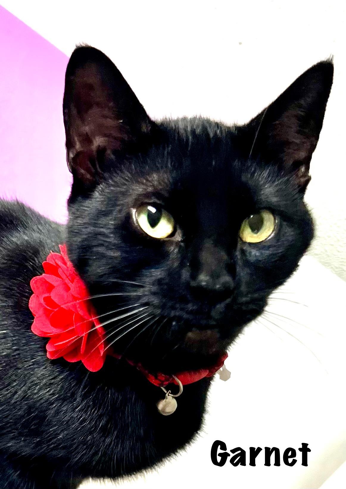 Garnet, a Adoptable Domestic Short Hair in Ladson, SC image 6/6