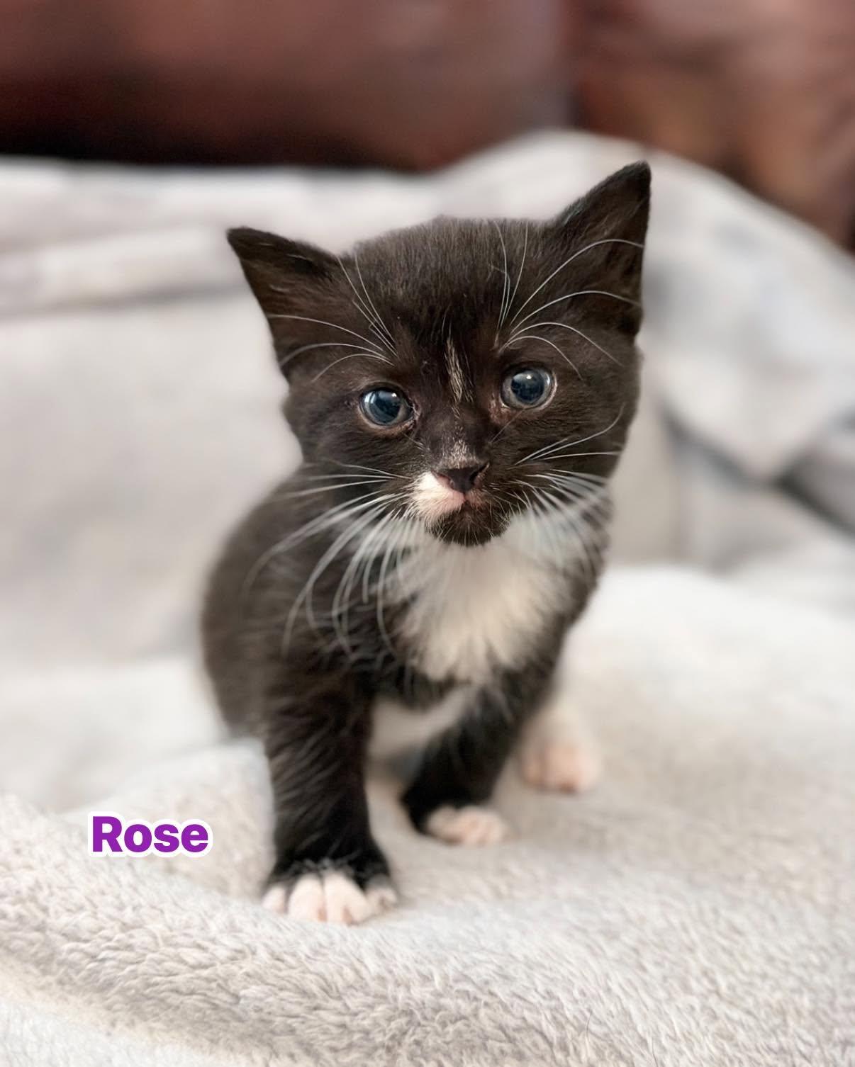 Enlarge ROSE, a ADOPTABLE Domestic Short Hair in Largo, FL image 1/1