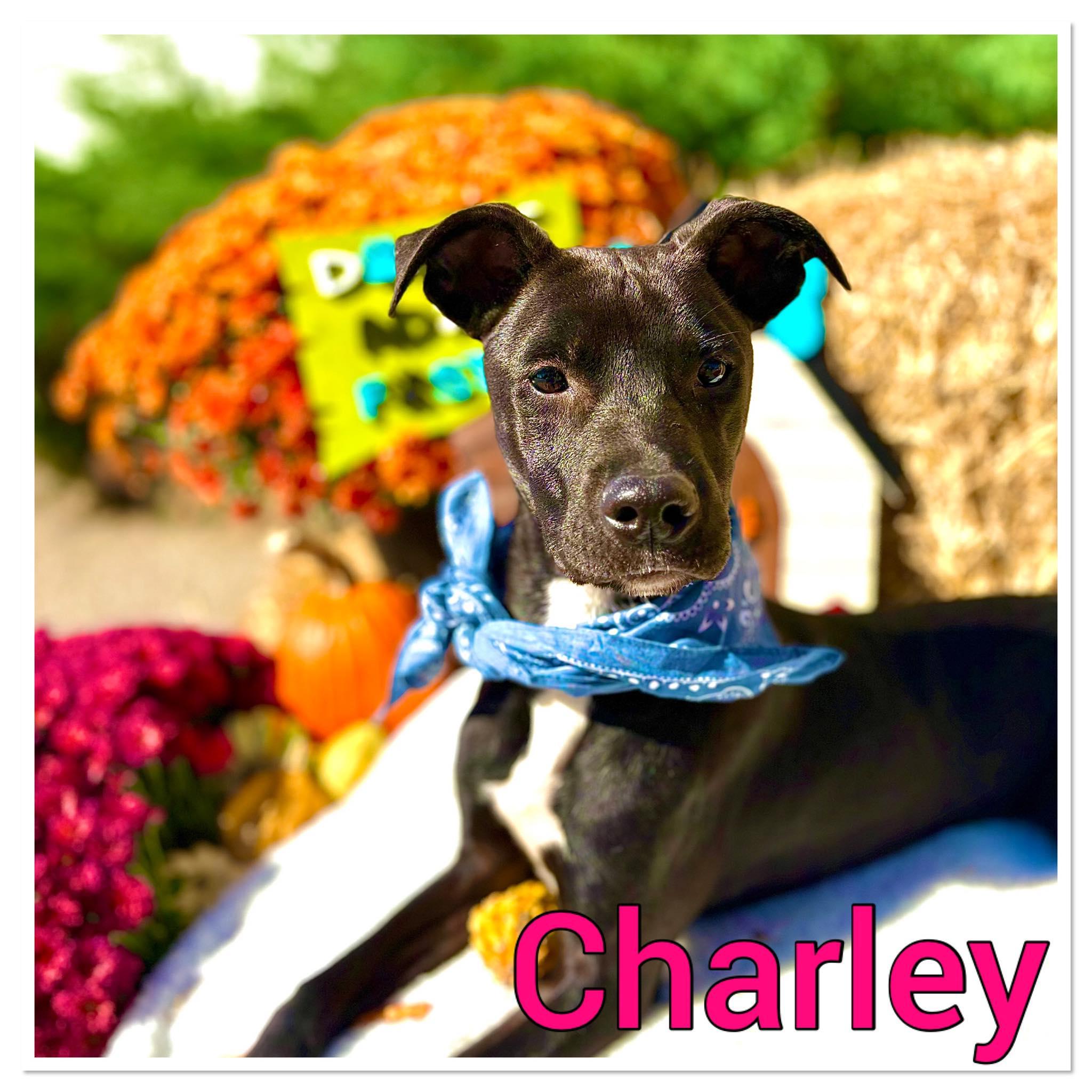 Charley #25189