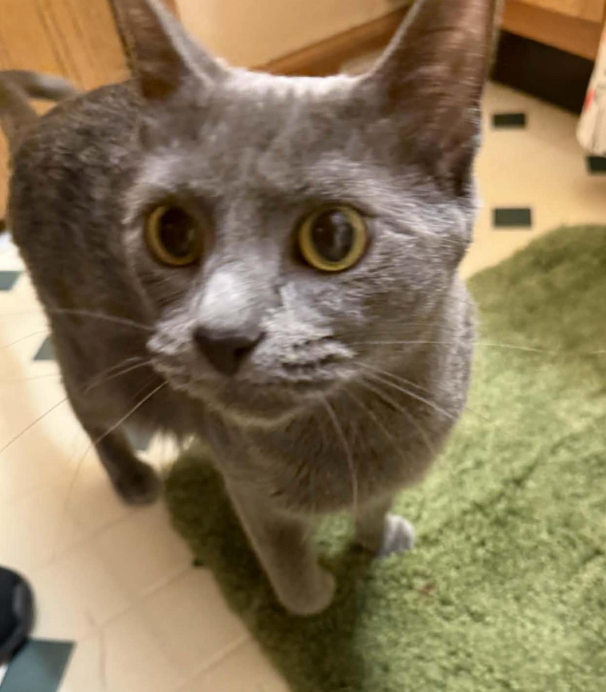 Althena (Kitty), Adoptable, Kitten Female Domestic Short Hair.