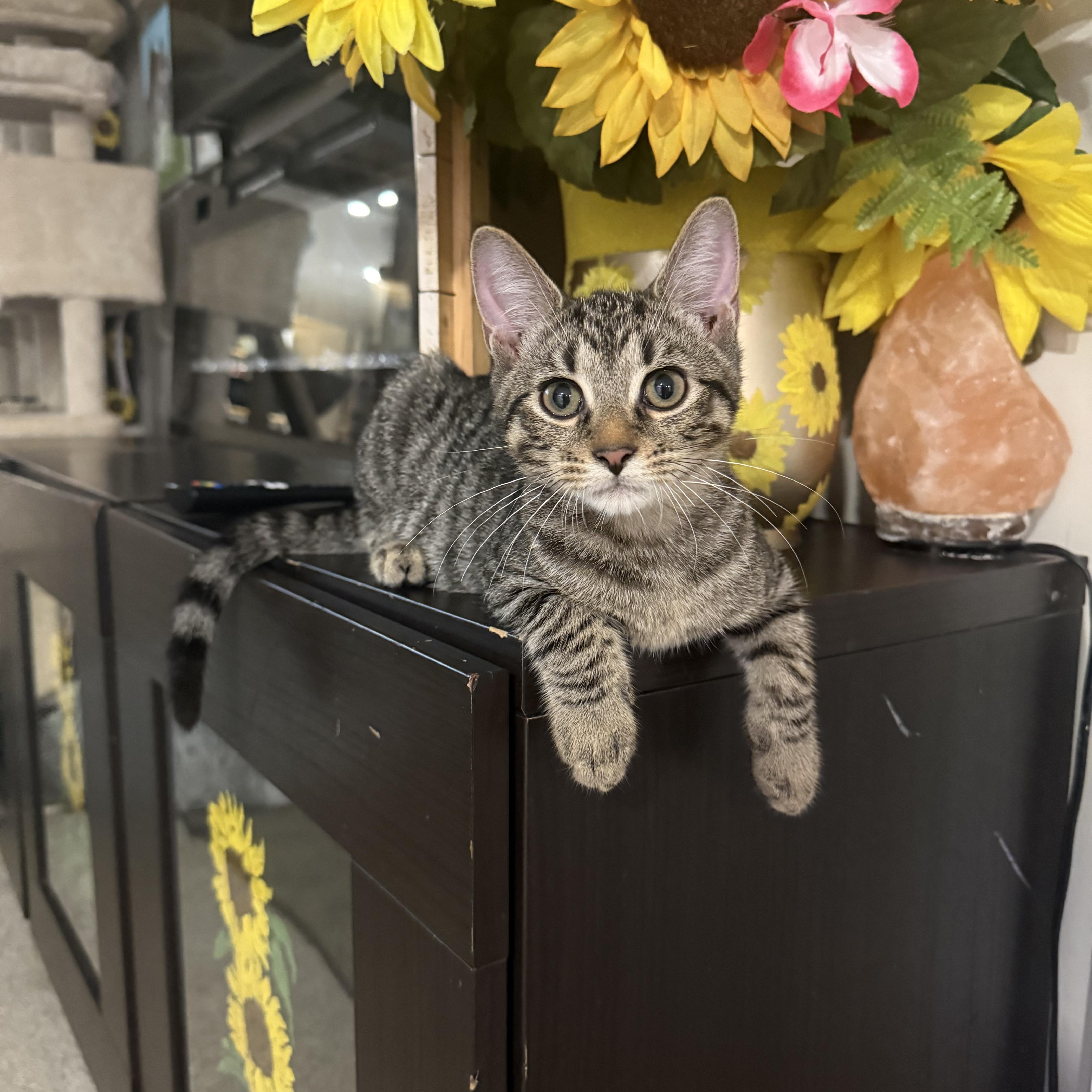 Wonder, Adoptable, Kitten Male Domestic Short Hair & Tabby.