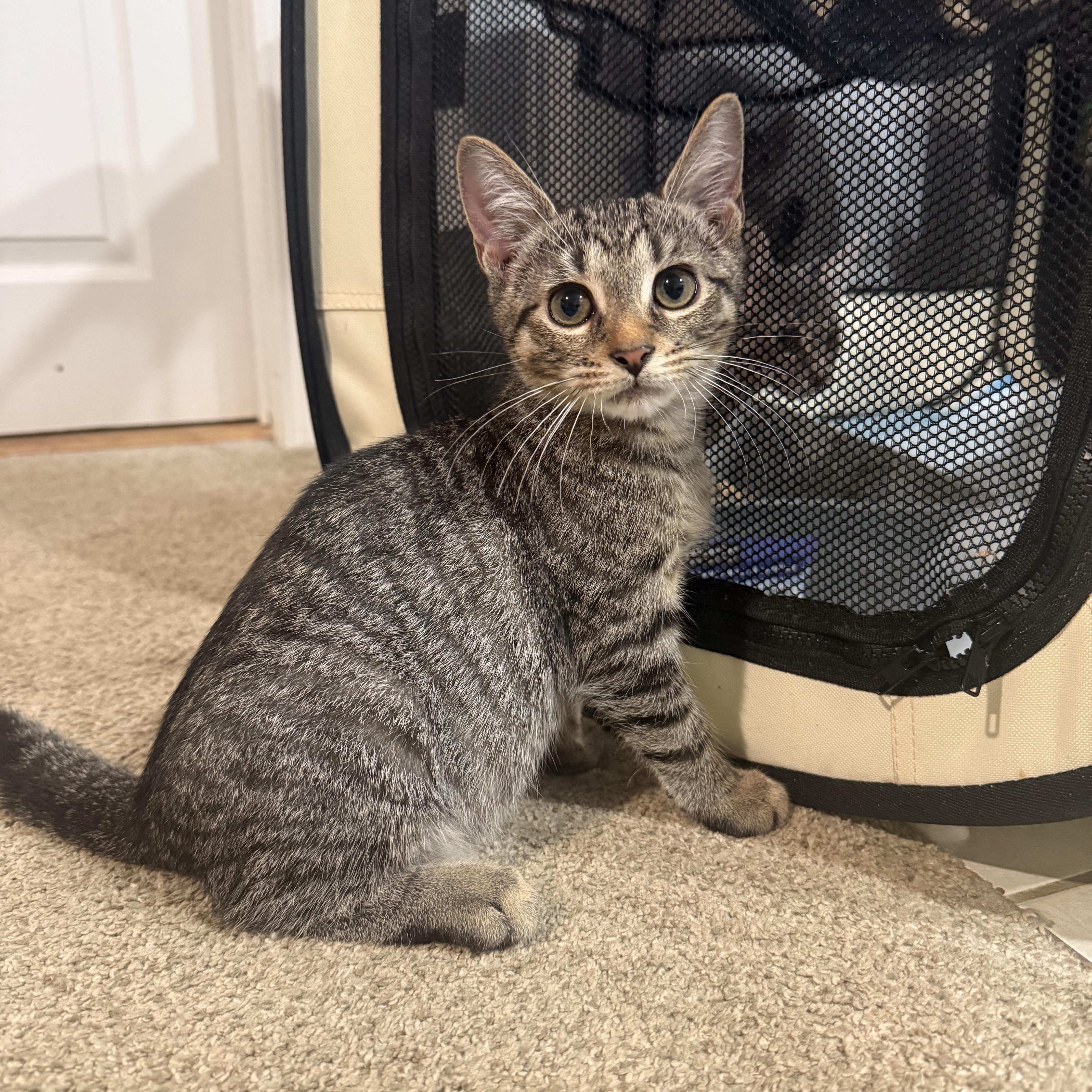Enlarge Wonder, a Adoptable mixed breed in Moriches, NY image 4/4