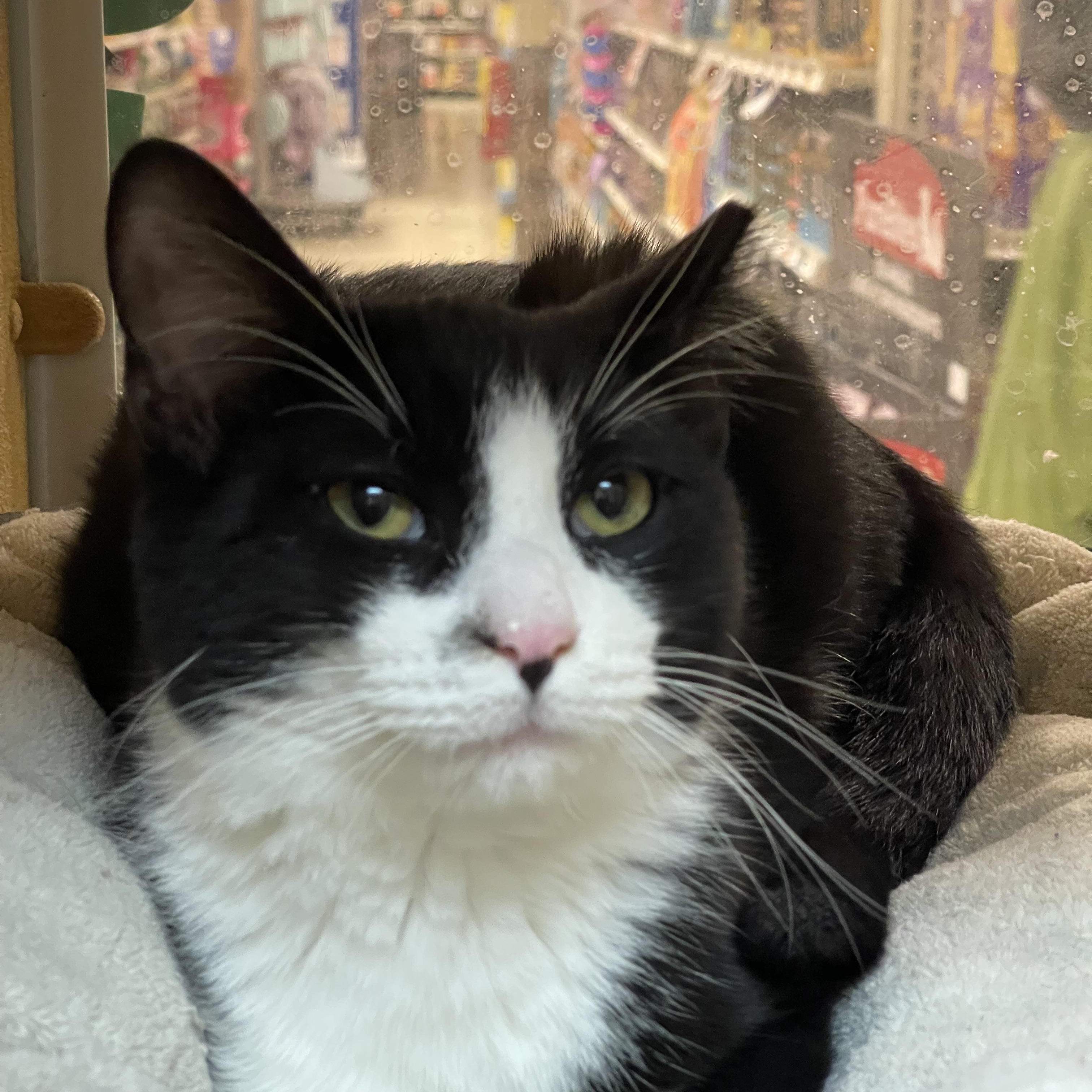 Enlarge Nathan, an adopted Domestic Short Hair in Highland, IN image 1/4