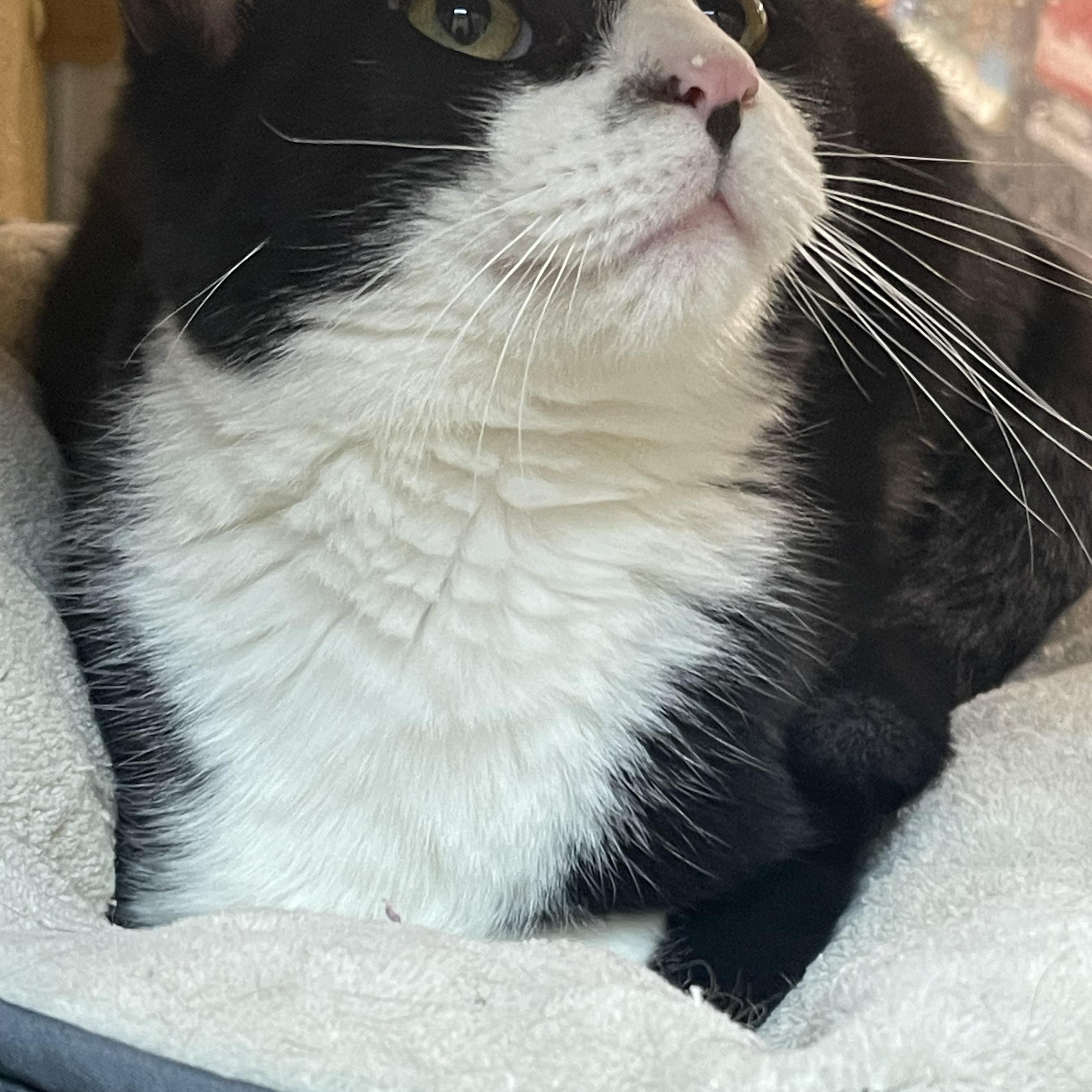 Enlarge Nathan, an adopted Domestic Short Hair in Highland, IN image 2/4