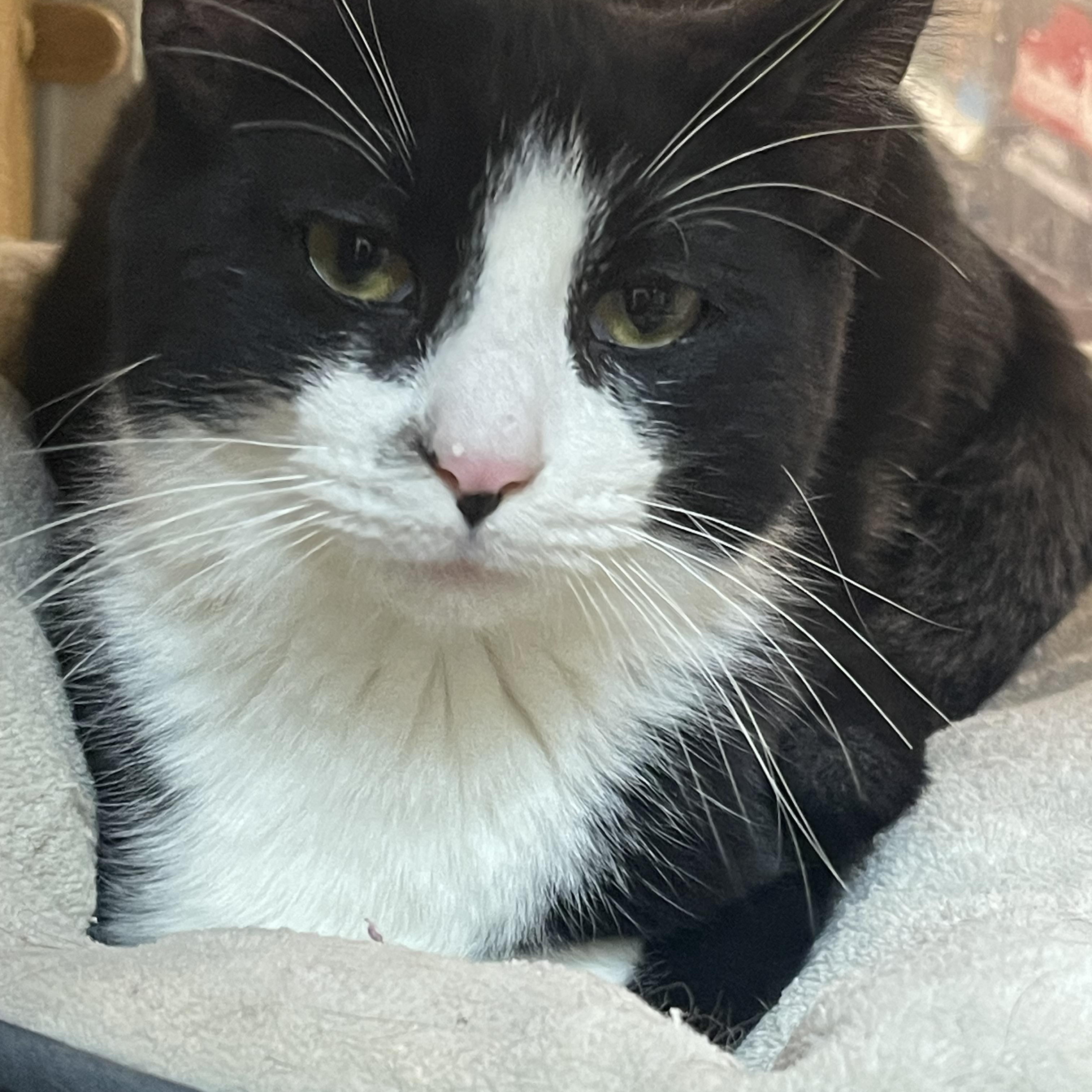 Enlarge Nathan, an adopted Domestic Short Hair in Highland, IN image 4/4