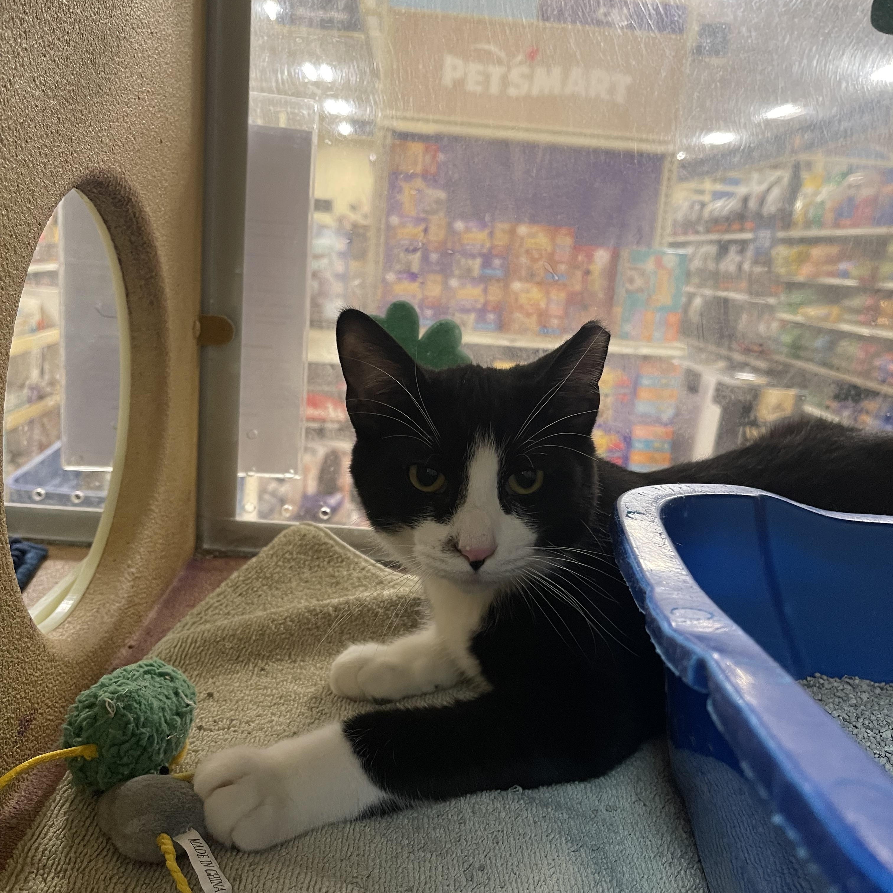 Enlarge Nathan, an adopted Domestic Short Hair in Highland, IN image 3/4