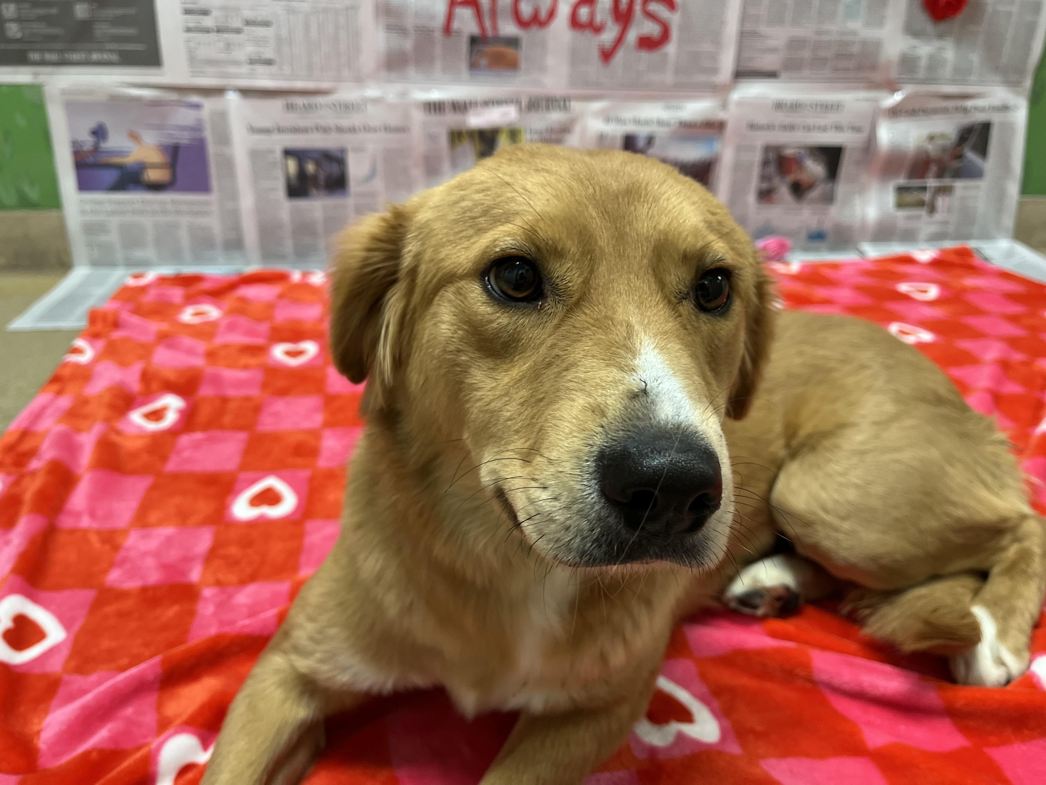 Enlarge Iris , an adopted mixed breed in Chickasha, OK image 5/5