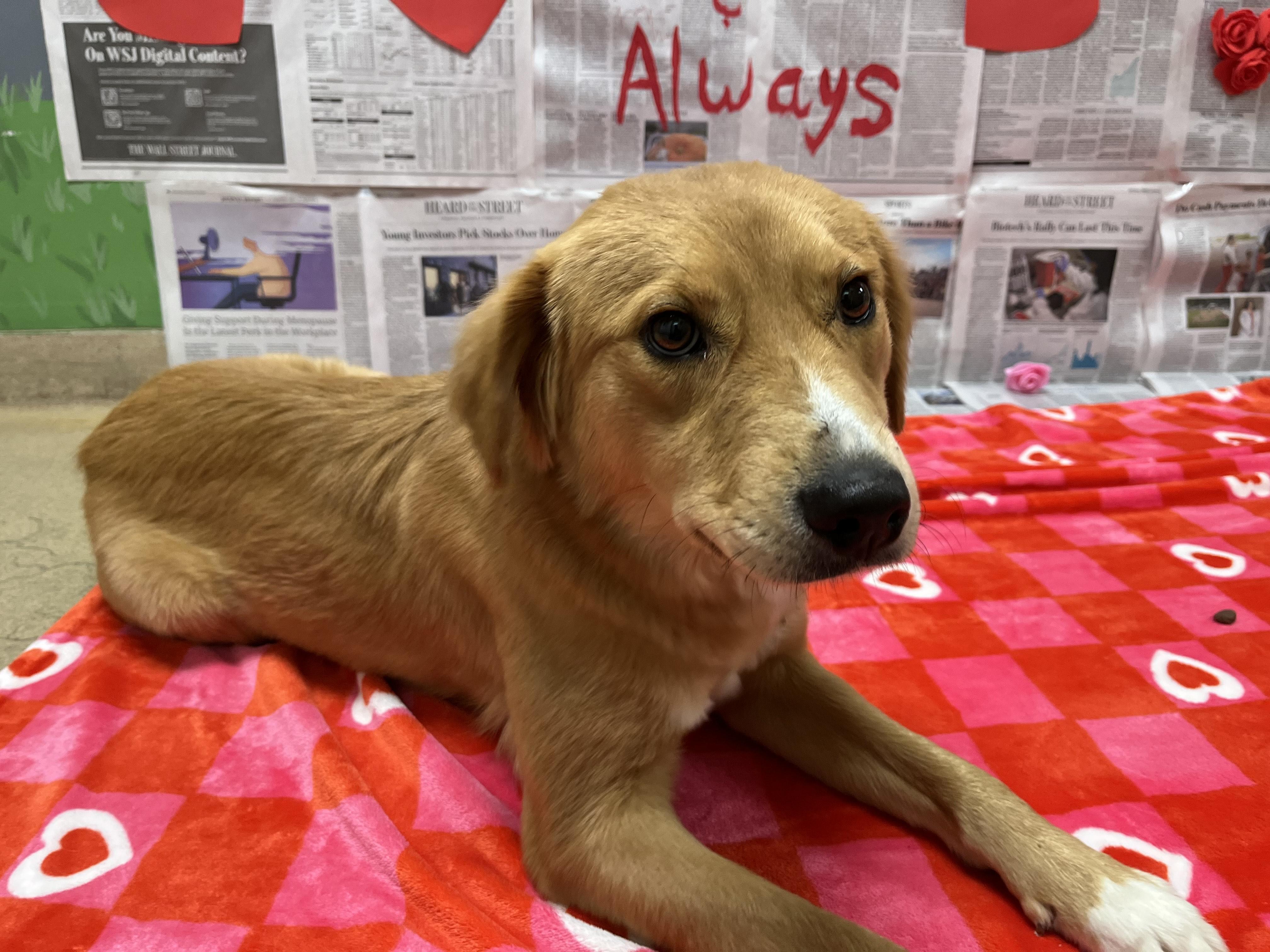 Enlarge Iris , an adopted mixed breed in Chickasha, OK image 4/5