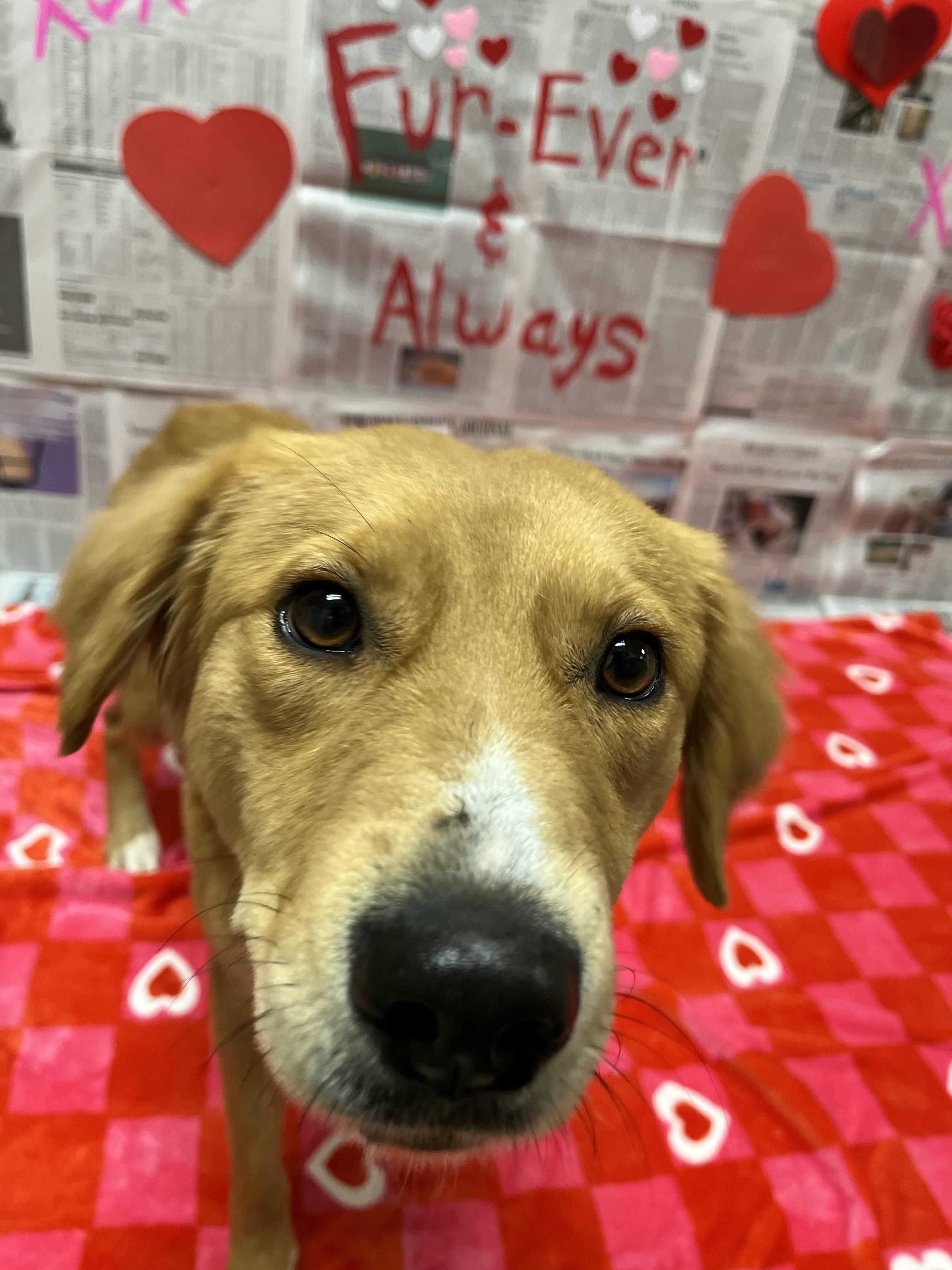 Enlarge Iris , an adopted mixed breed in Chickasha, OK image 2/5