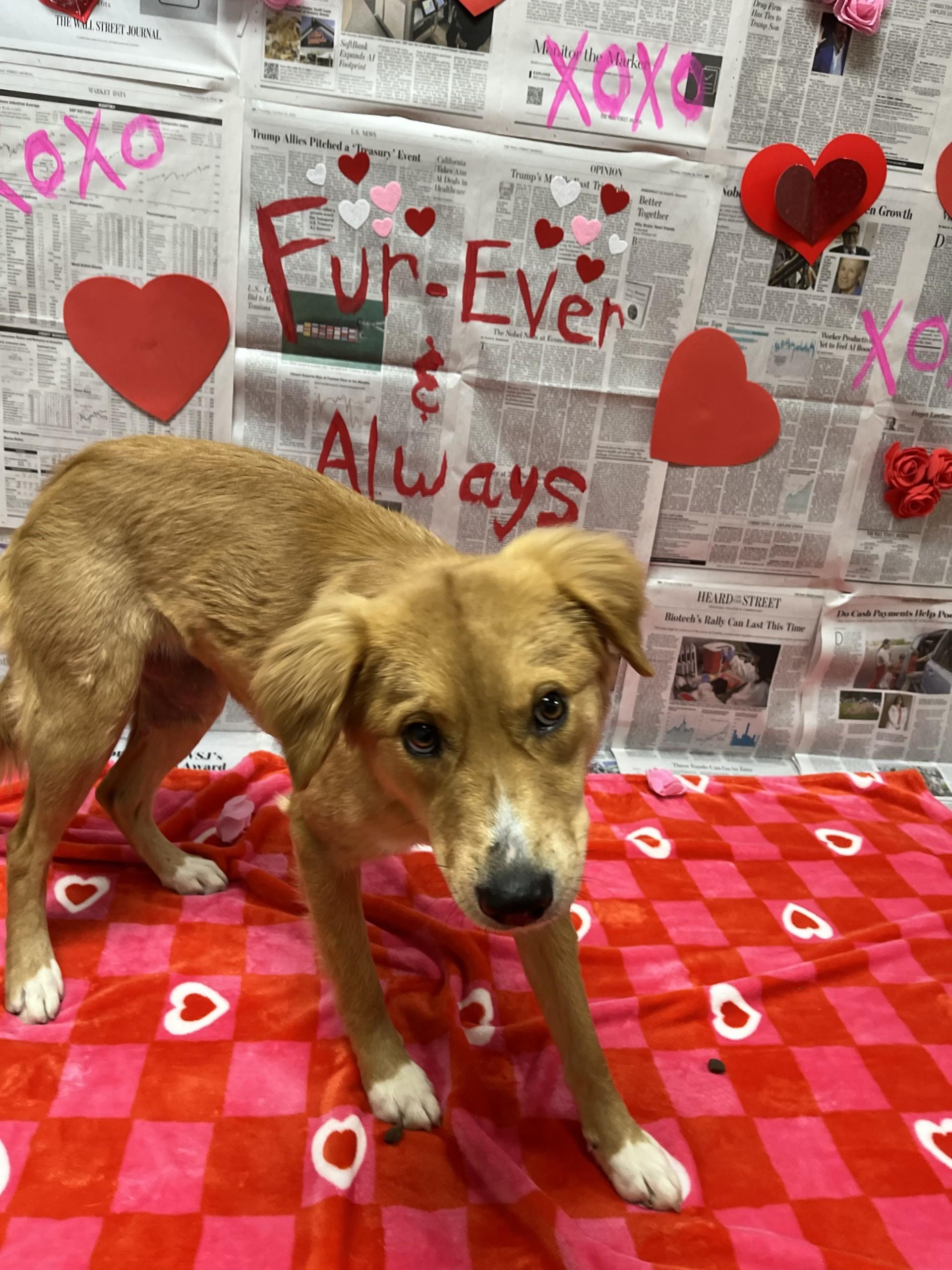 Enlarge Iris , an adopted mixed breed in Chickasha, OK image 1/5