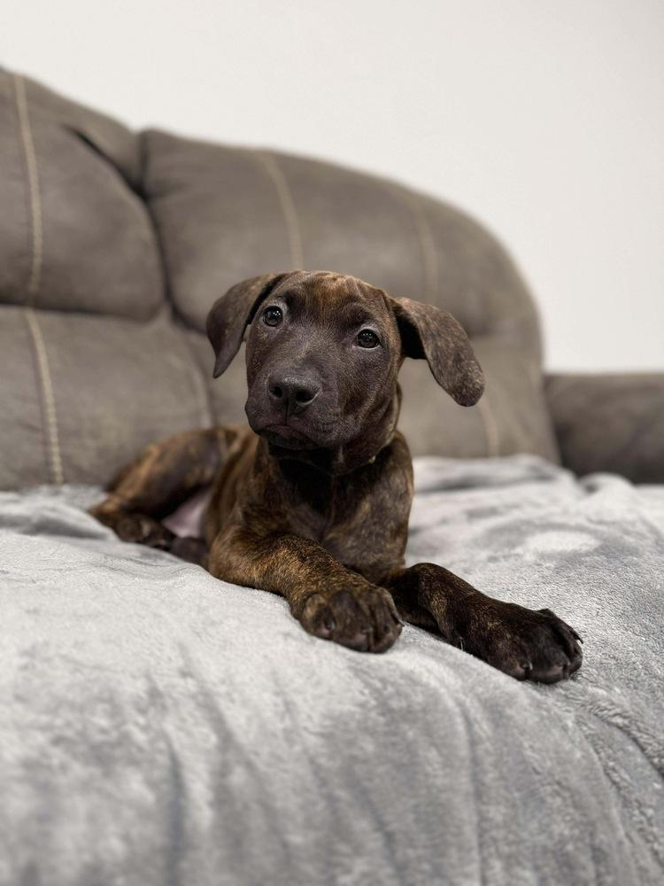 Ebony, Adoptable, Puppy Female Mastiff.
