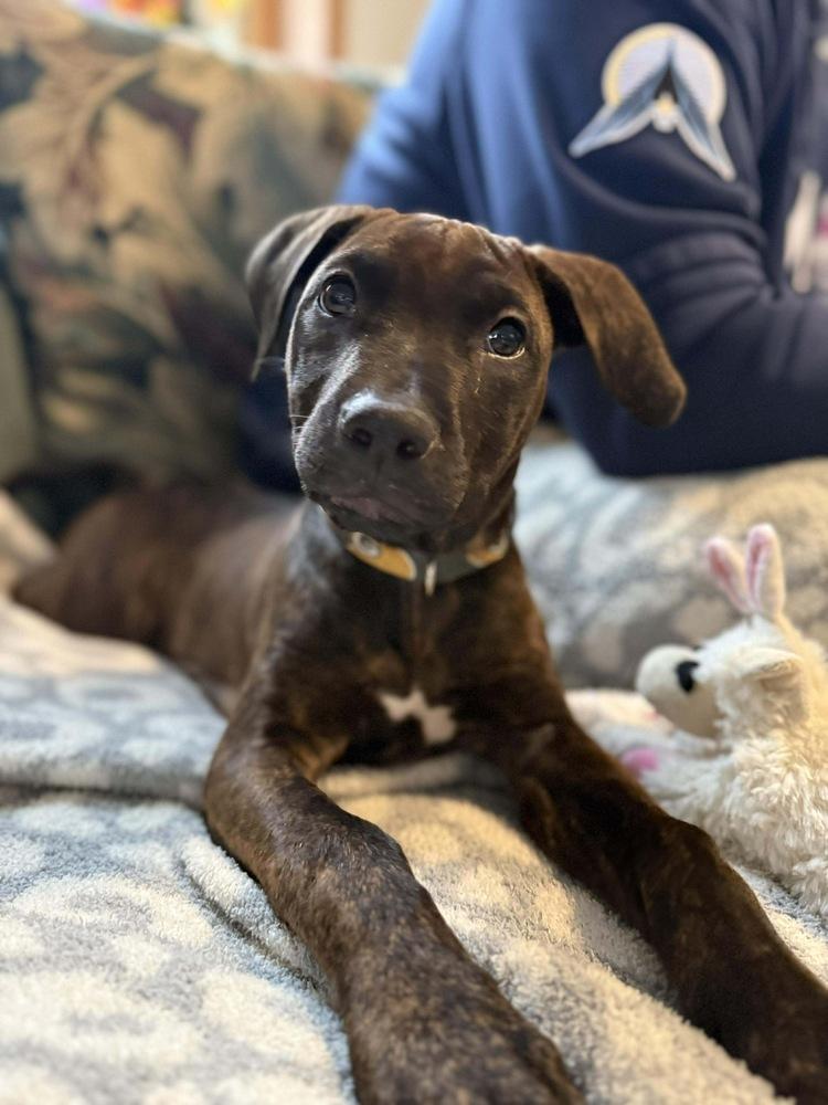 Enlarge Ebony, a Adoptable mixed breed in Rockland, WI image 2/6