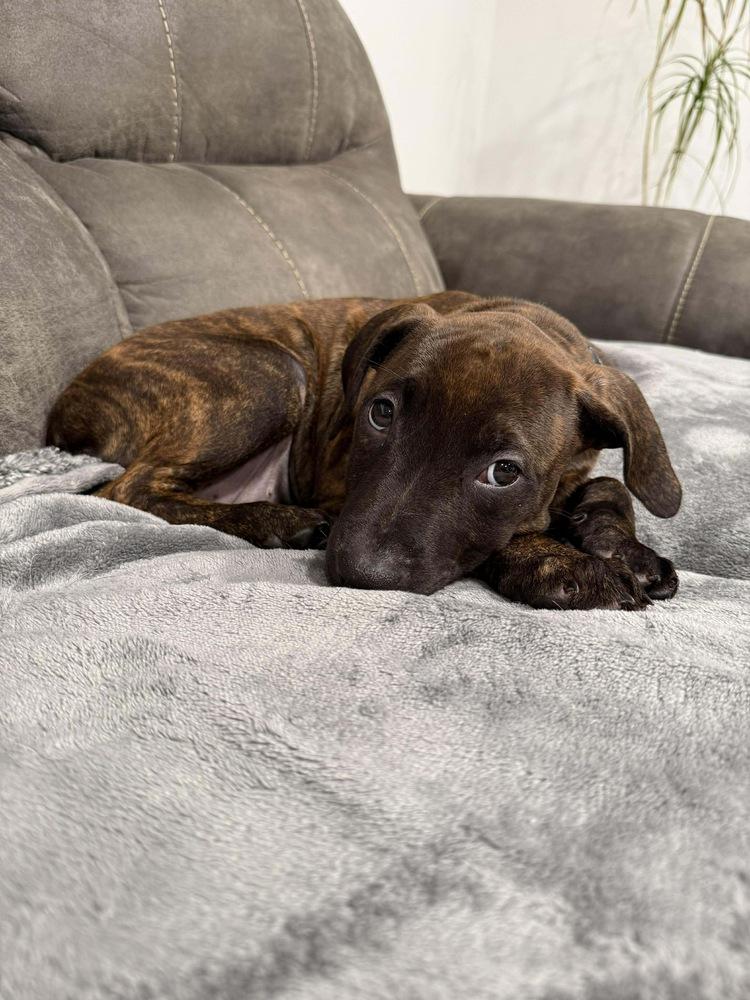 Enlarge Ebony, a Adoptable mixed breed in Rockland, WI image 3/6