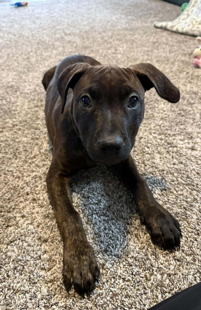 Enlarge Ebony, a Adoptable mixed breed in Rockland, WI image 4/6