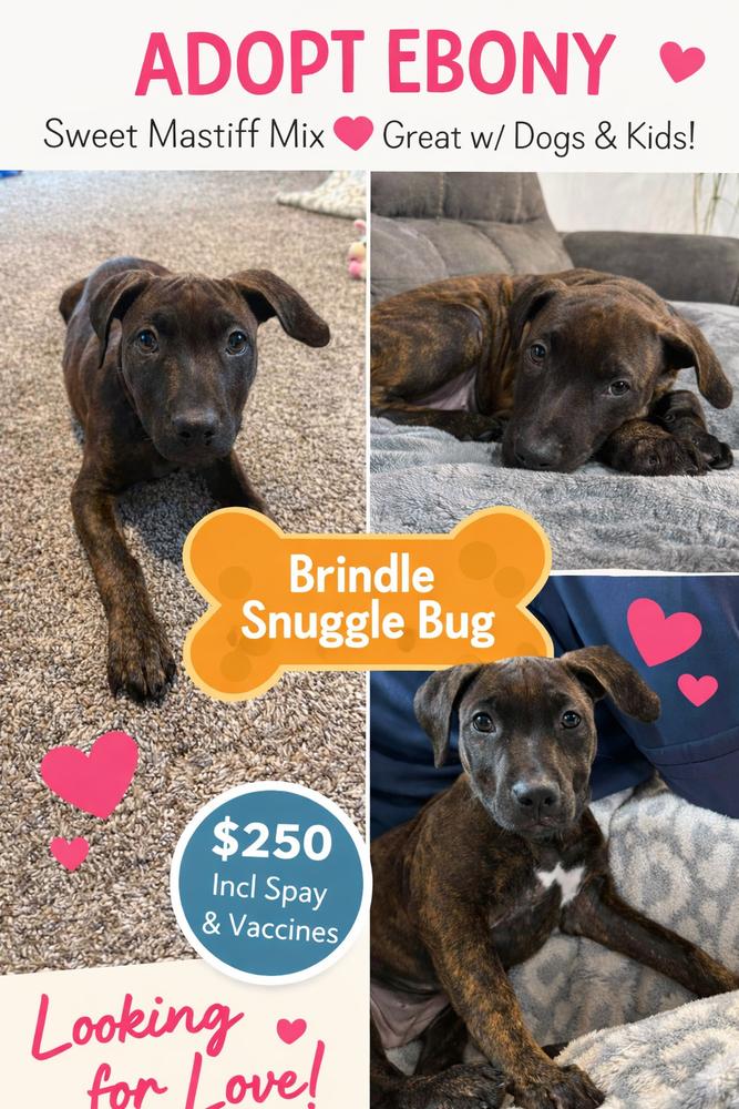 Enlarge Ebony, a Adoptable mixed breed in Rockland, WI image 5/6