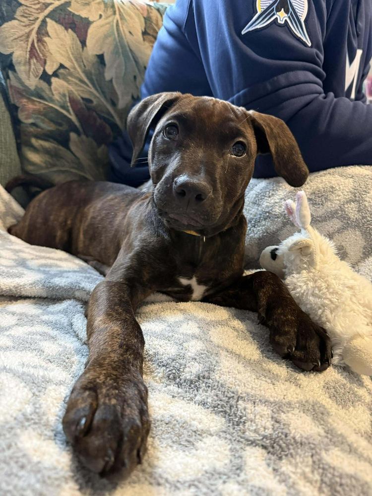 Enlarge Ebony, a Adoptable mixed breed in Rockland, WI image 6/6