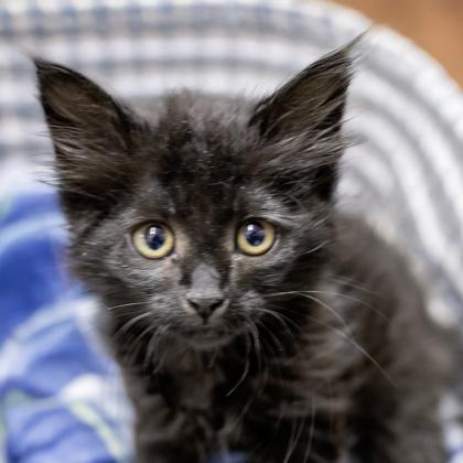 Raven, Adoptable, Kitten Female Domestic Medium Hair & Domestic Short Hair.