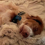 Enlarge Petey - 10702 - FL, a Adopted Brittany Spaniel in Palm Springs, FL image 1/4