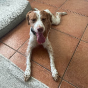 Enlarge Petey - 10702 - FL, a Adopted Brittany Spaniel in Palm Springs, FL image 2/4