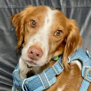 Enlarge Petey - 10702 - FL, a Adopted Brittany Spaniel in Palm Springs, FL image 4/4