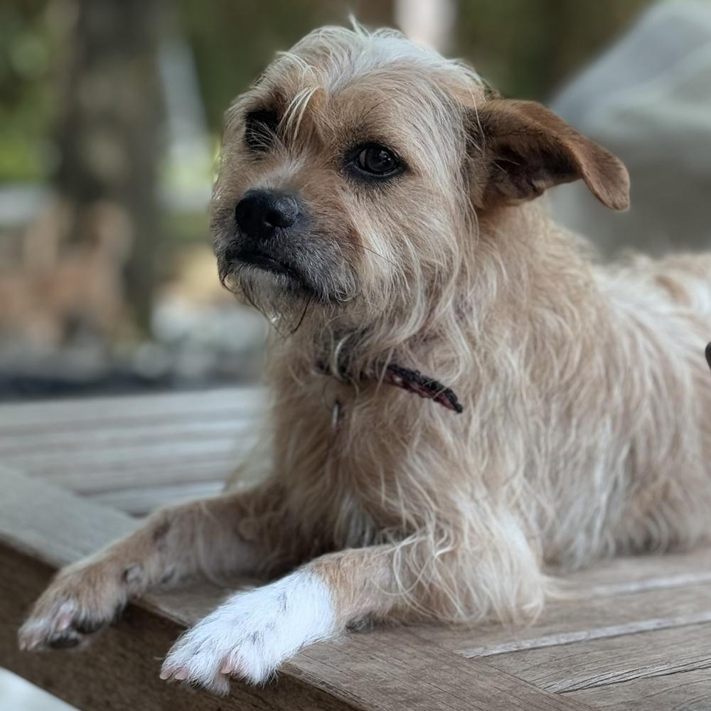 Enlarge Beethoven, a Adoptable Terrier in Richmond, TX image 1/2