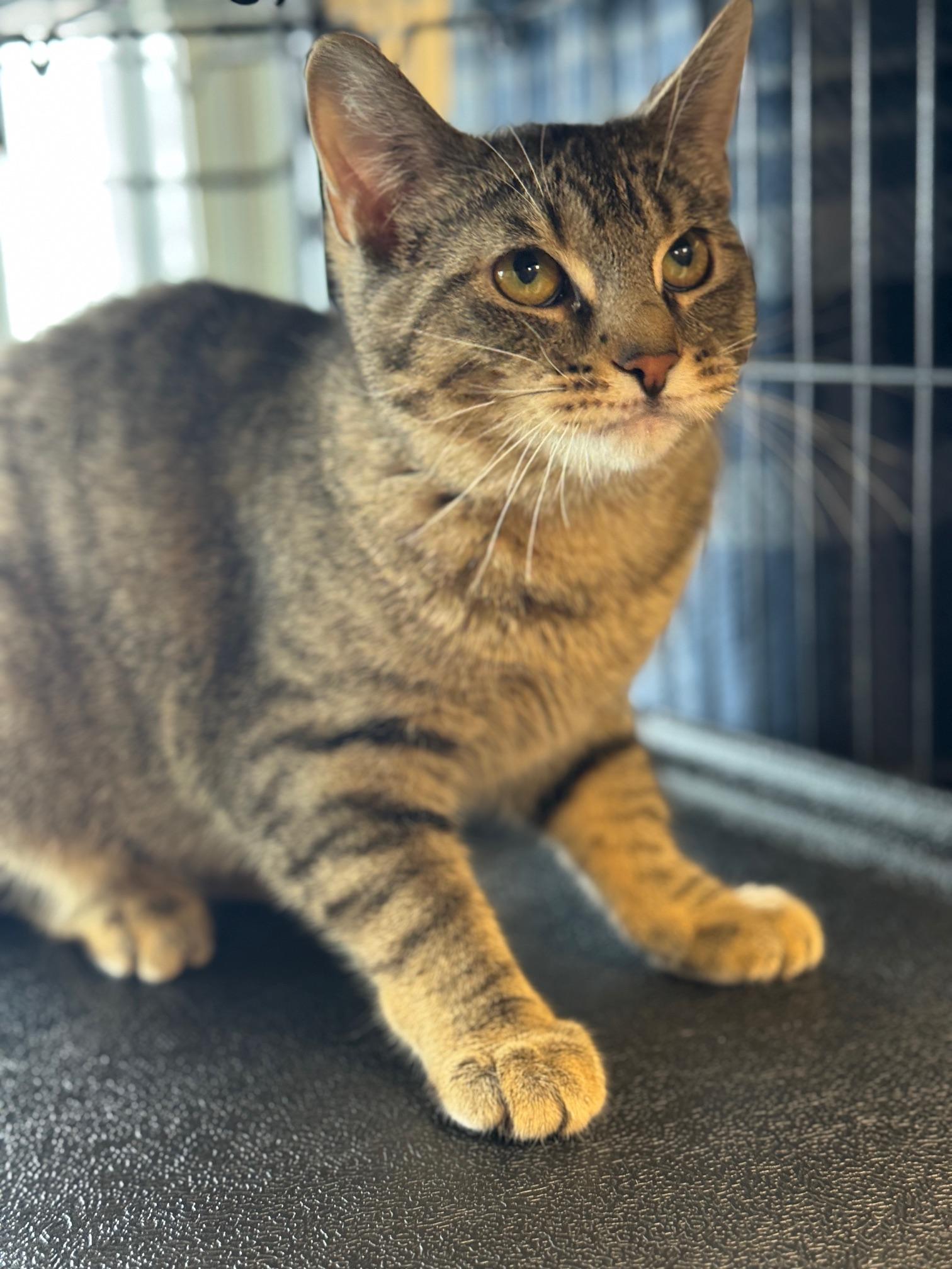 Pay Day, a ADOPTABLE Domestic Short Hair in Benton Harbor, MI image 3/3