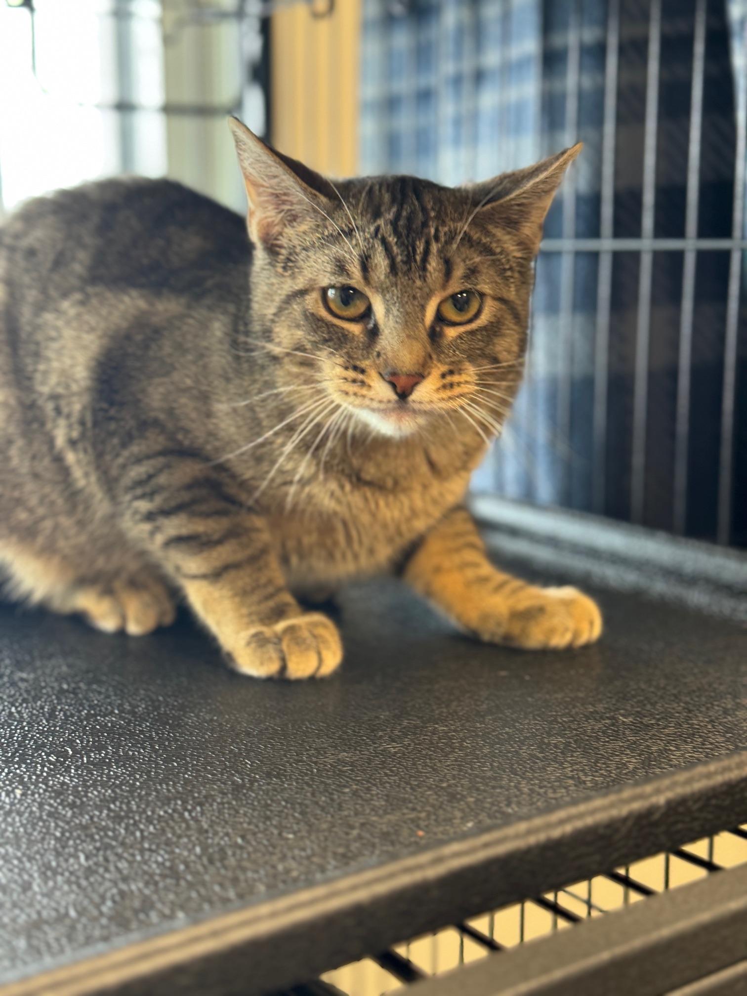 Pay Day, a ADOPTABLE Domestic Short Hair in Benton Harbor, MI image 2/3