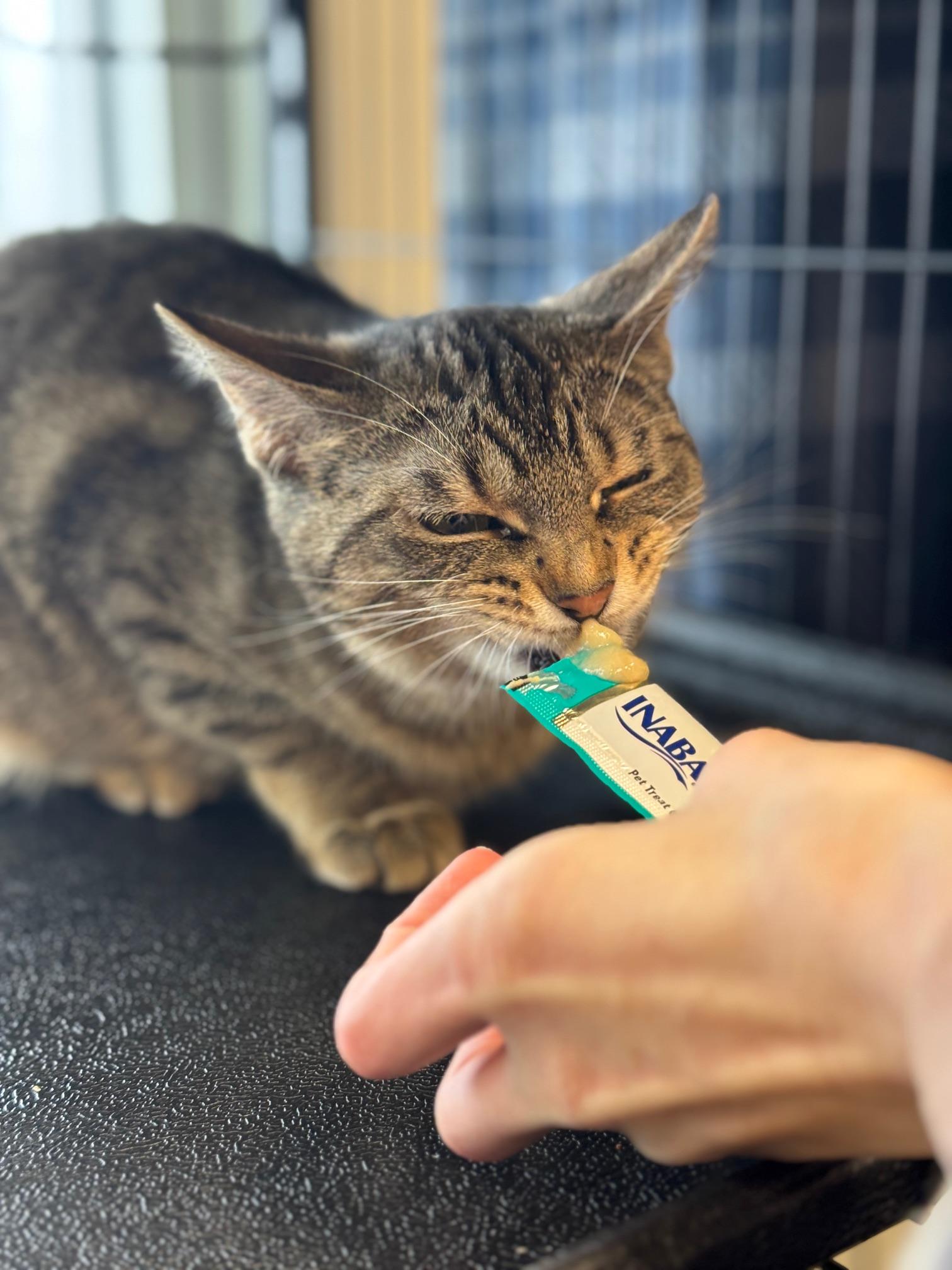 Pay Day, ADOPTABLE, Young Female Domestic Short Hair.