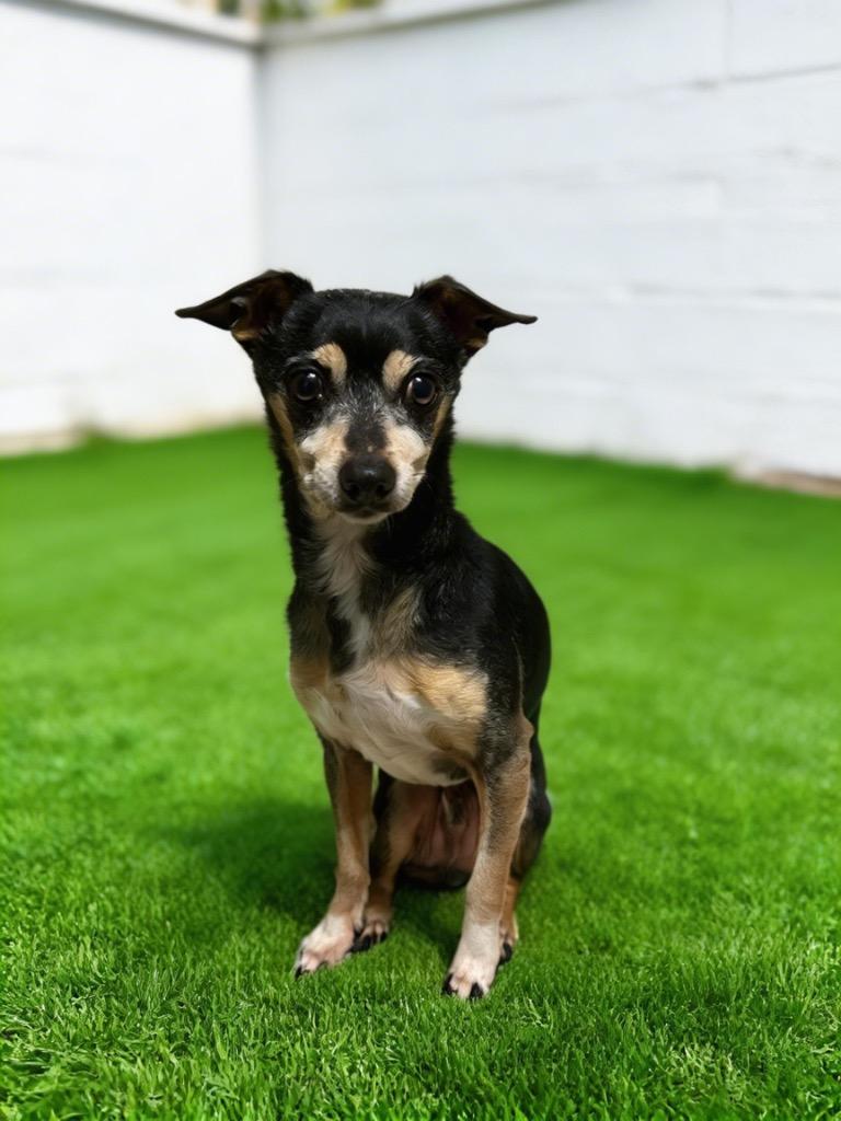 Enlarge Bronco, a Adoptable mixed breed in Midland, TX image 1/1