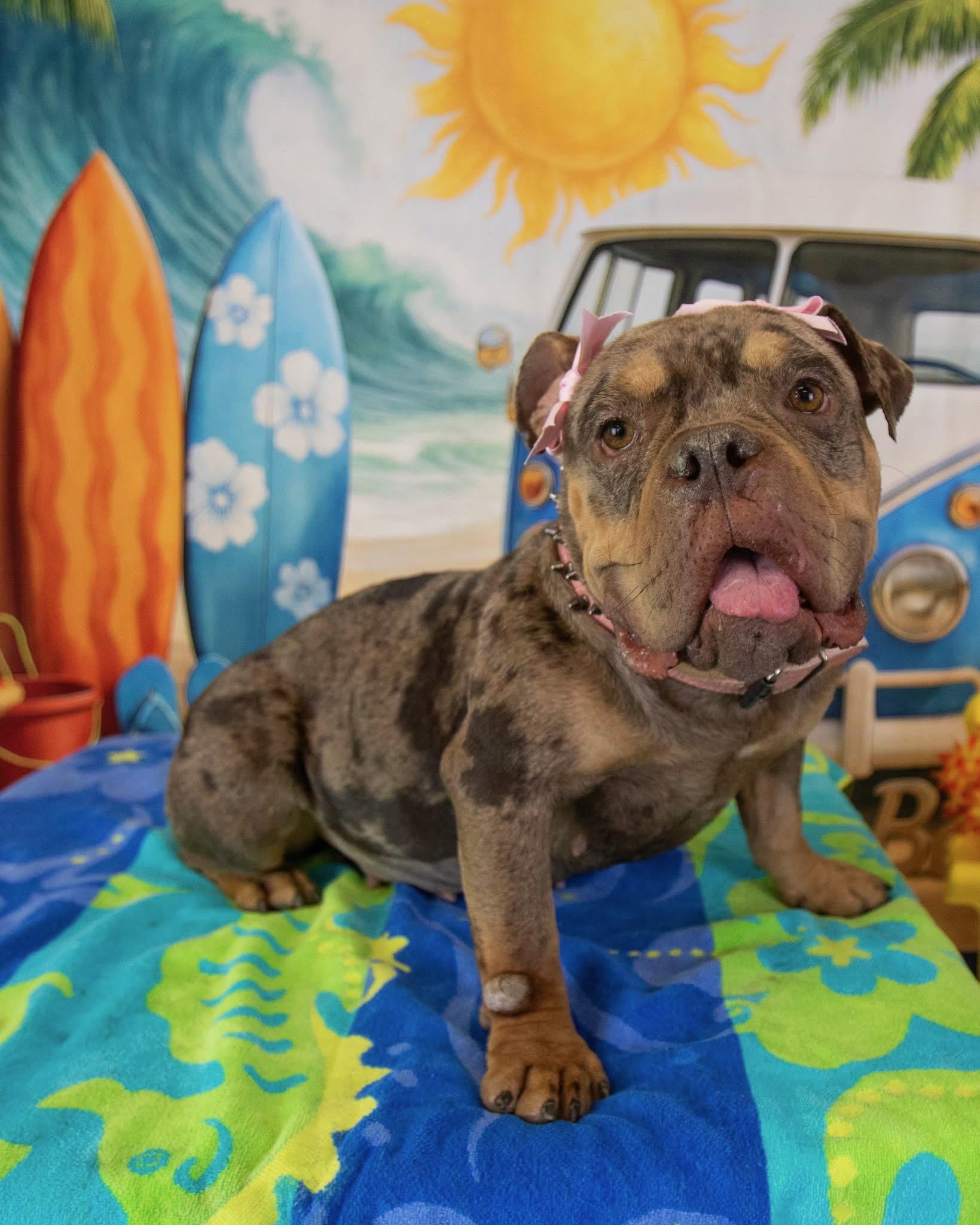 Agatha aka aggie, a Adoptable English Bulldog in Mesa, AZ image 1/6
