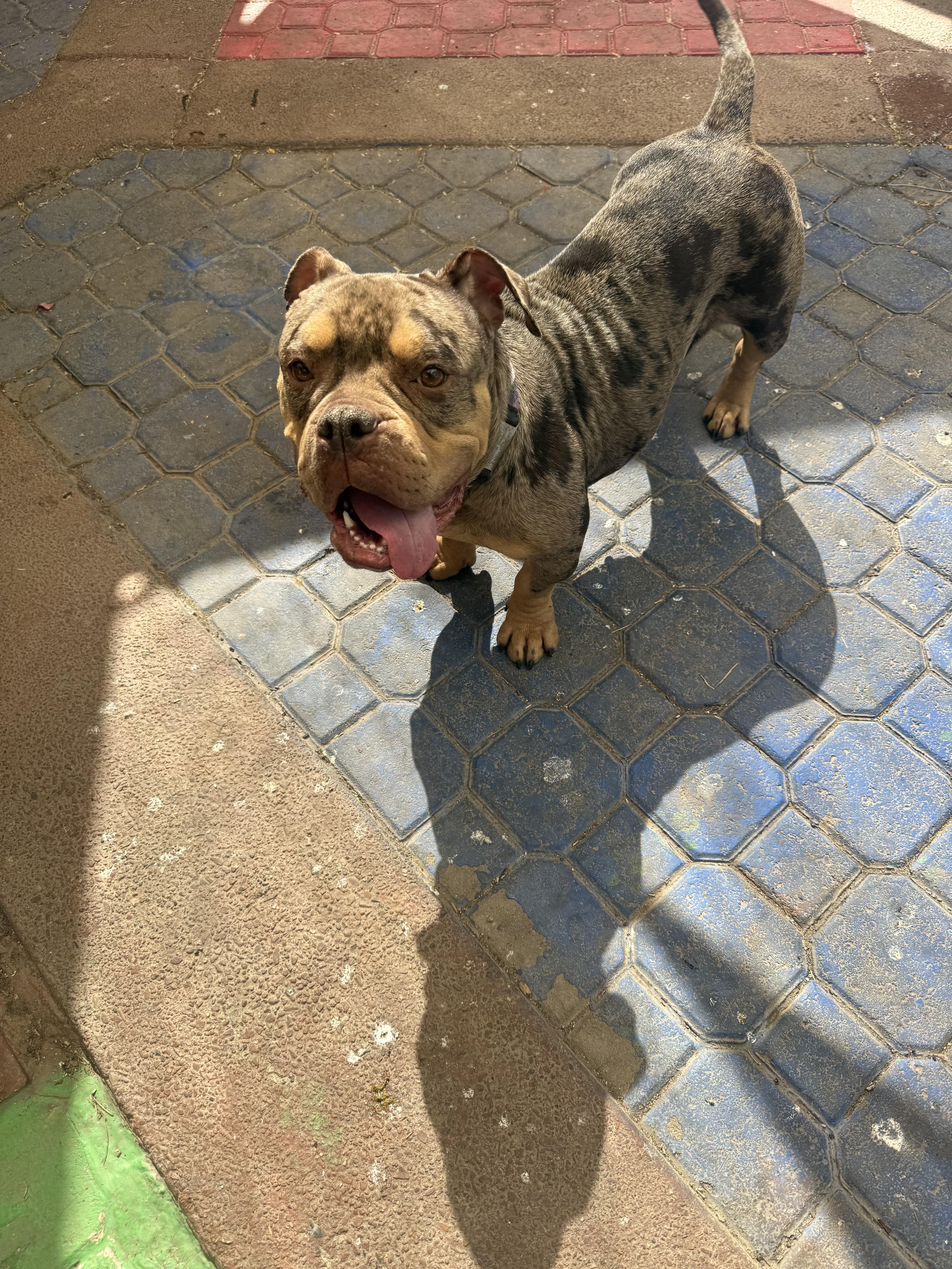Agatha aka aggie, a Adoptable English Bulldog in Mesa, AZ image 2/6