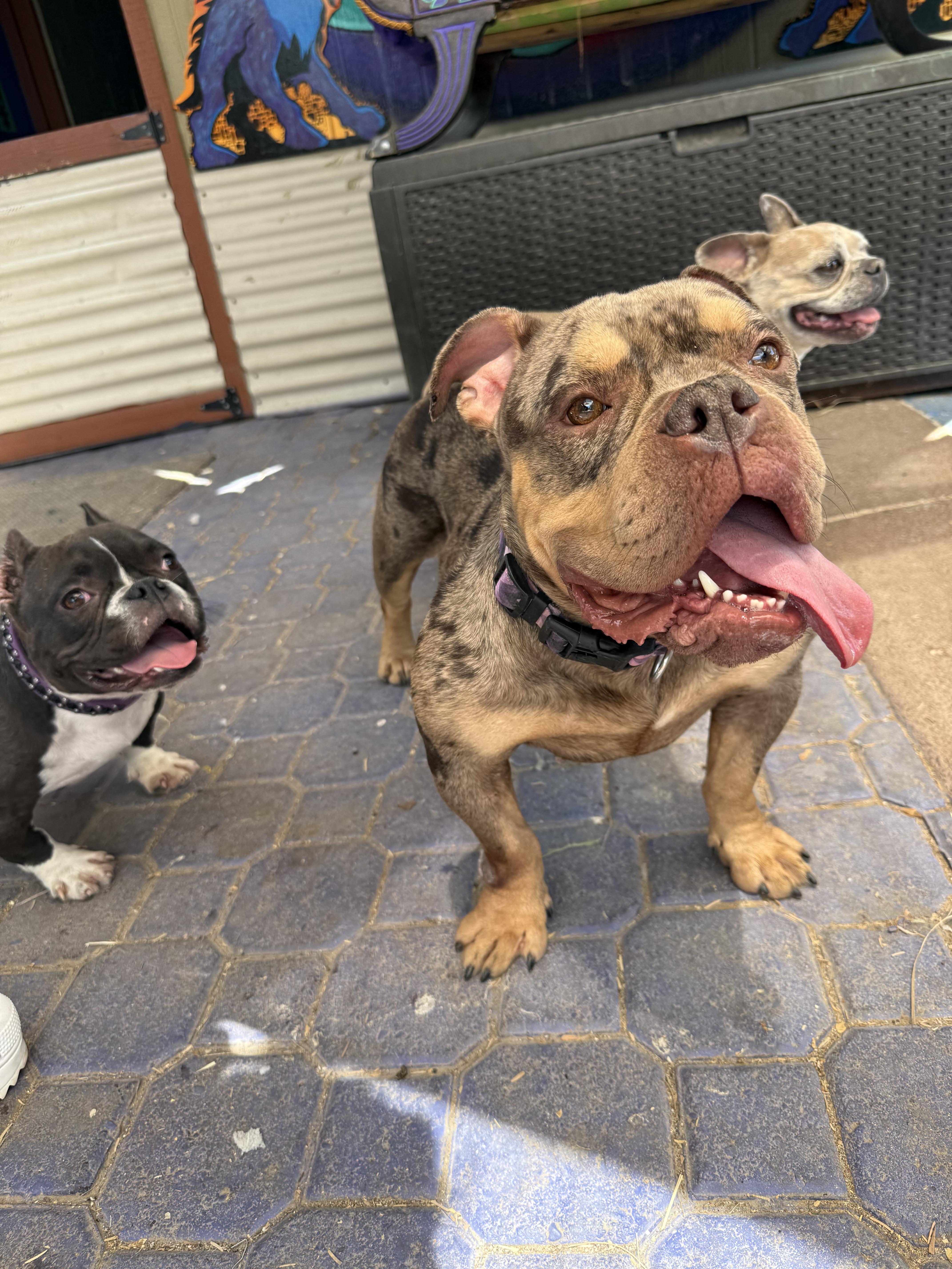 Agatha aka aggie, a Adoptable English Bulldog in Mesa, AZ image 3/6