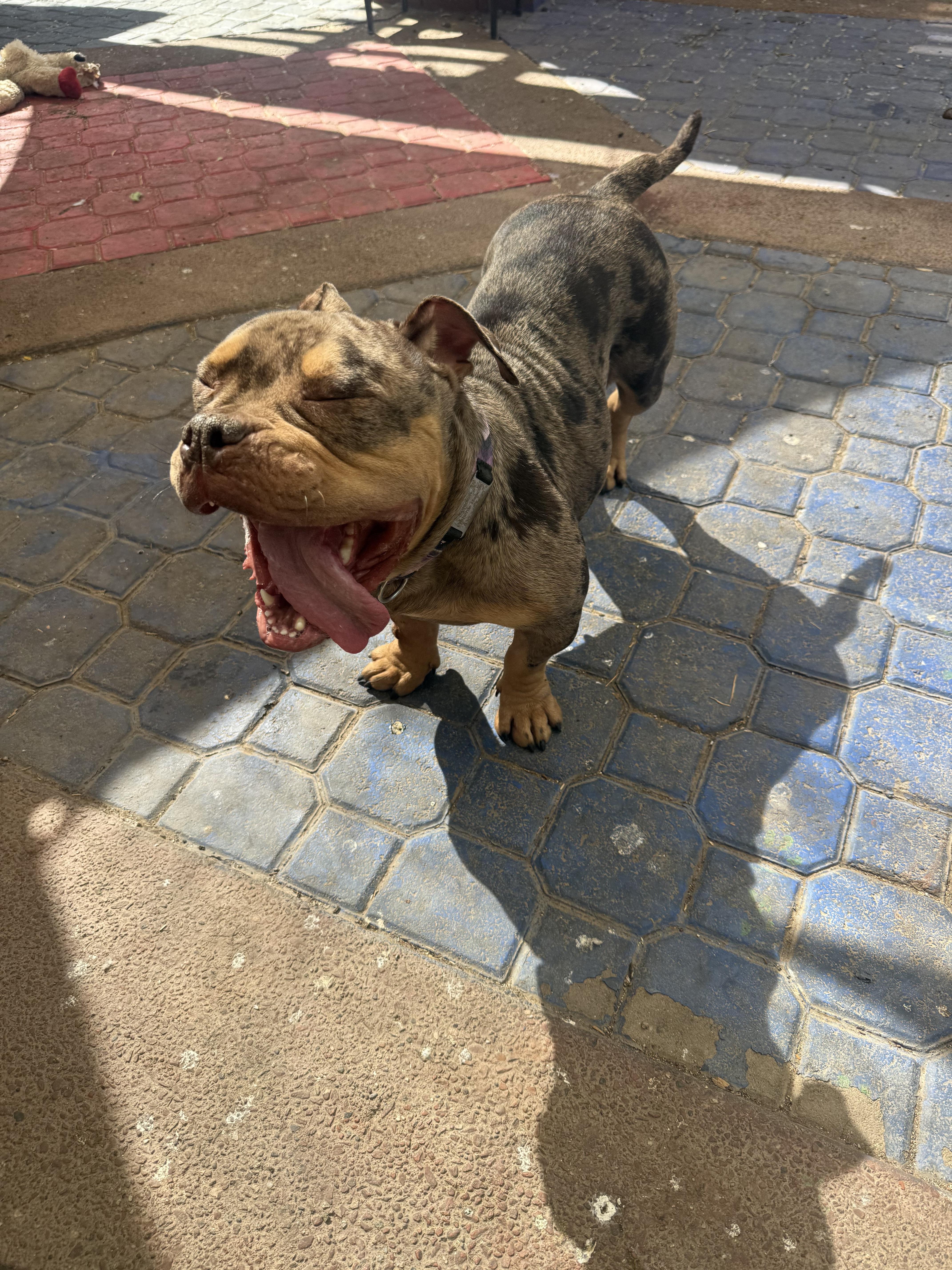 Agatha aka aggie, a Adoptable English Bulldog in Mesa, AZ image 4/6