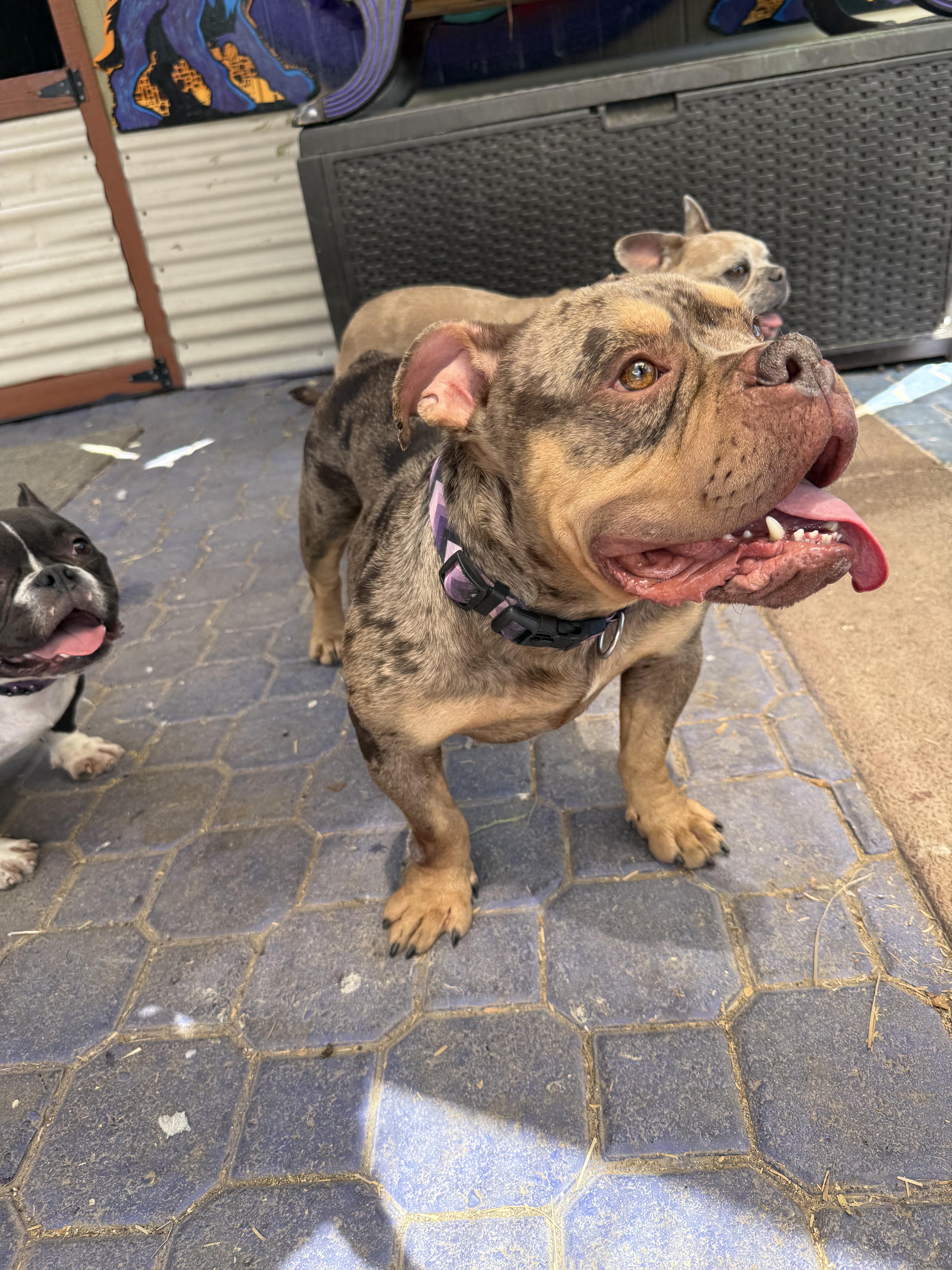 Agatha aka aggie, a Adoptable English Bulldog in Mesa, AZ image 5/6