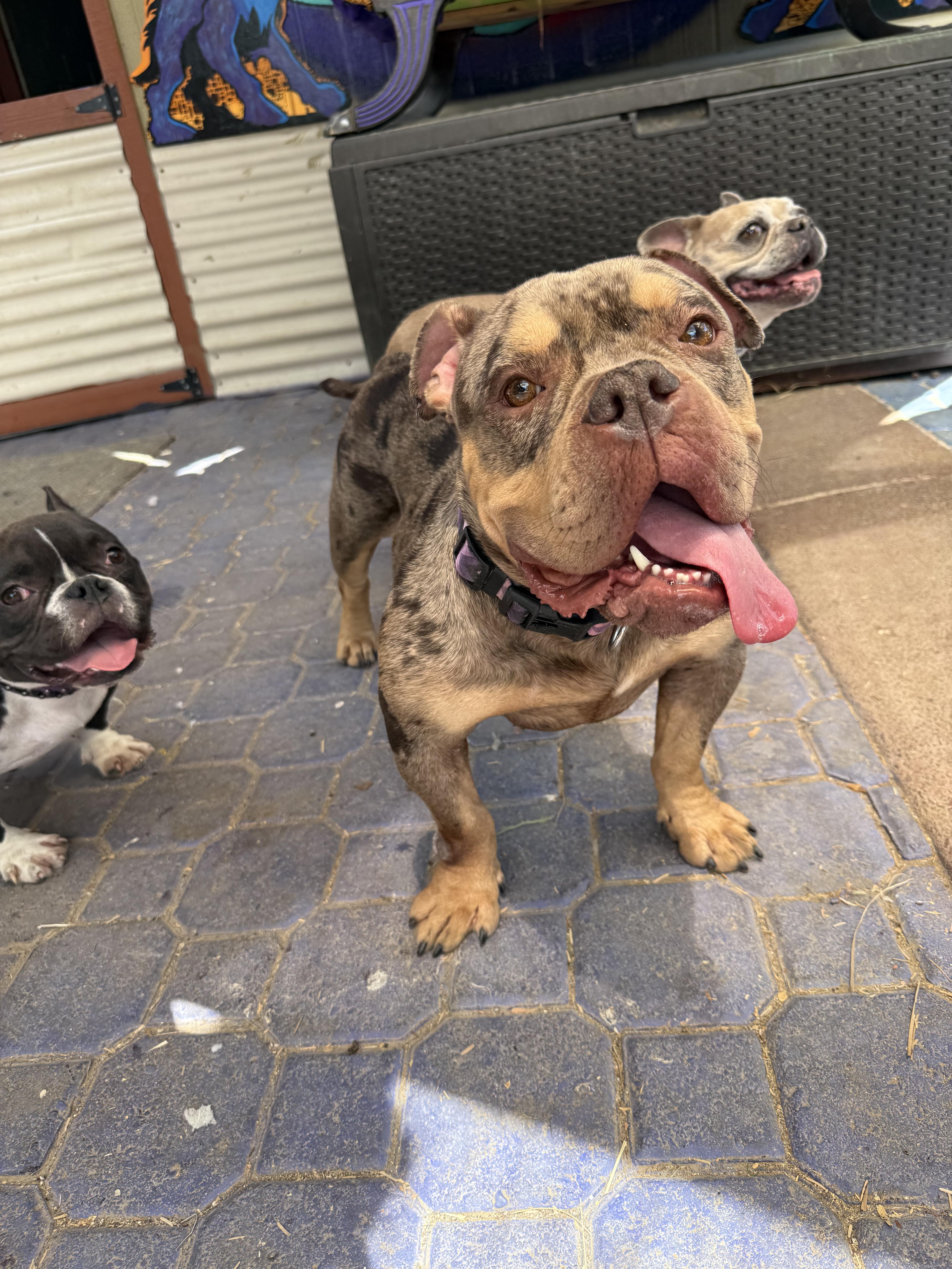 Agatha aka aggie, a Adoptable English Bulldog in Mesa, AZ image 6/6
