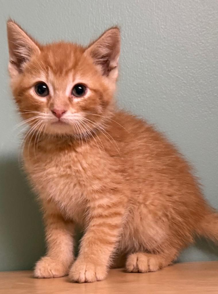 Enlarge Moe, an adopted Domestic Short Hair in Amery, WI image 2/3