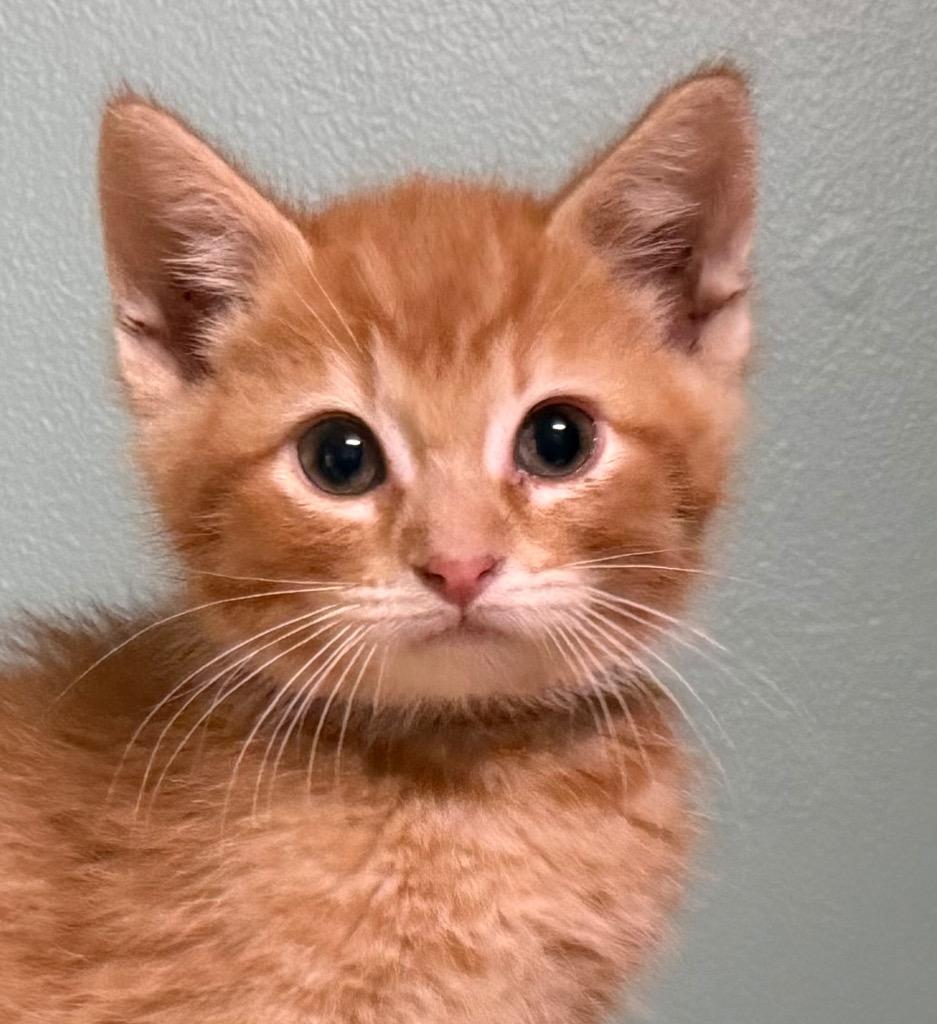 Enlarge Moe, an adopted Domestic Short Hair in Amery, WI image 1/3