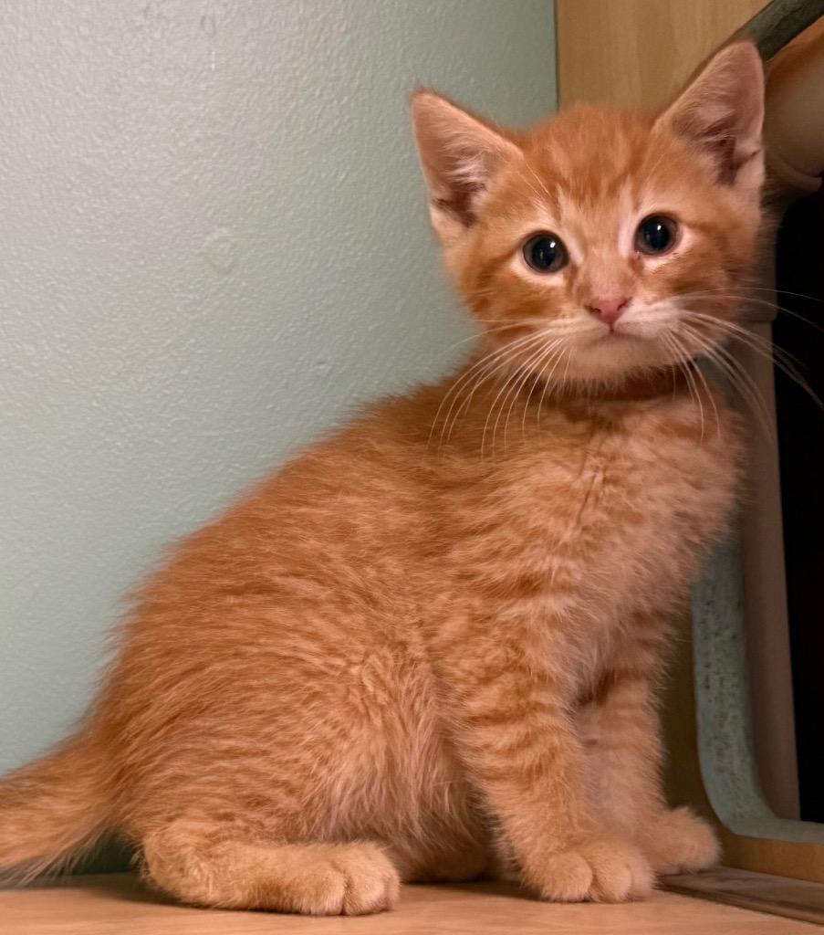 Enlarge Moe, an adopted Domestic Short Hair in Amery, WI image 3/3
