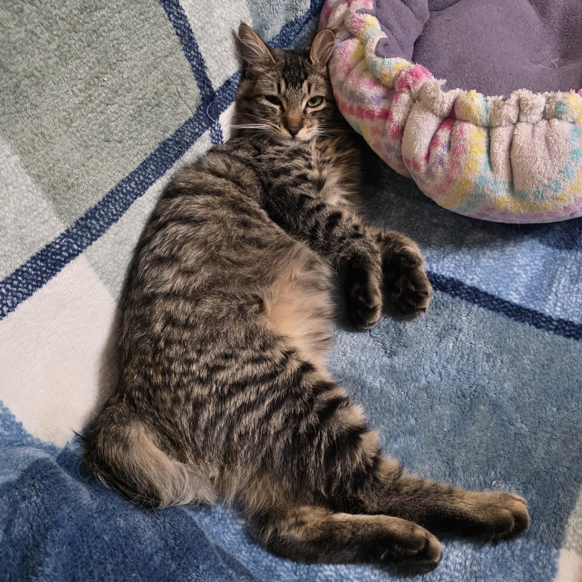 Enlarge Merrick, a Adopted Domestic Long Hair in Litchfield Park, AZ image 3/3