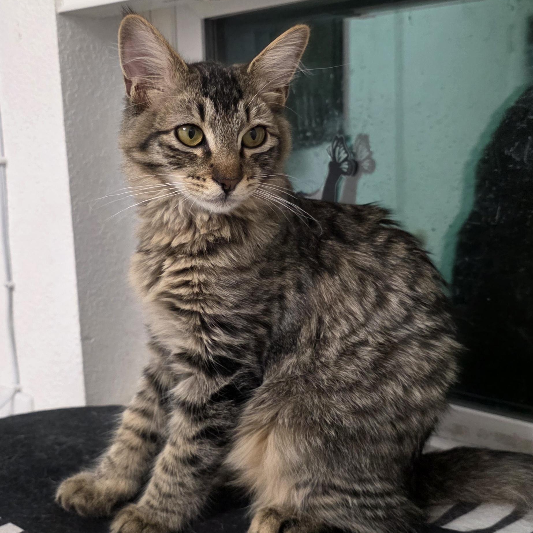 Merrick, Adopted, Kitten Male Domestic Long Hair.